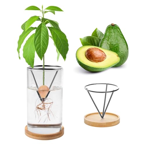 Kit di coltivazione di avocado con vaso in vetro - Contenitore per piante cromate per semi (semi per piante)