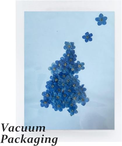 HEISENLIN 60PCS Flores Secas Natural Forget Me Not para Manualidades miniatura 3