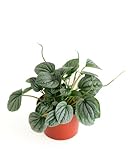 Shop Succulents Peperomia Frost, Live Indoor Plant, Low Maintenance Compact Houseplant with Striking Silver-Gray Leaves, Ideal for Home Decor, Office, and Room Enhancement, 6 Inch Nursery Pot