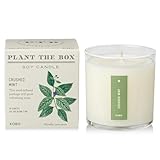 Kobo Seeds Candle, Crushed Mint