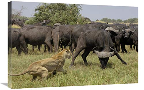  Global Gallery Leone Africano Fending off Cape Buffalo, Africa-Canvas Art-30\