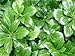Pachysandra Terminalis 'Green Sheen' Groundcover - 100 Bare Root Plants