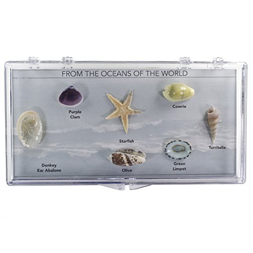 Fantasia Boxed Collection: From the Oceans of the World in Presentation Case - Set #4 - Shells and Fossils - Educational Natural Rock, Fossil, Gemstone & Mineral Specimens for the Classroom by Fantasia Mining, Inc.
