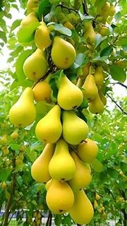 See full amazon price history chart for GrennEarth Long Yellow Babugosha Pear Fruit Plant(Grafted) Nashpati plant | Outdoor Living Plants Original European Variety Fruit After 1 Year GrennEarth Long Yellow Babugosha Pear Fruit Plant(Grafted) Nashpati plant | Outdoor Living Plants Original European Variety Fruit After 1 Year (B0D3QJ9G9H) Amazon Price History, Amazon Price Tracker