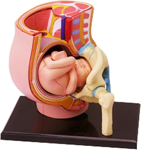 Modèle pelvis pregnancy 4D pour ateliers scientifiques enfants - 2