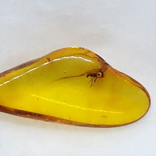 バルト海産　虫入り琥珀　12個セット　全て虫入り　本物保証　良いコンディション 楽天市場】【送料無料】【琥珀/虫入り/anber化石】 美品 虫入り