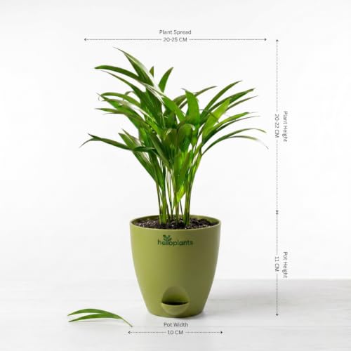 Image of Peace Lily, Areca Palm & Snake Plant Live Indoor 3-Plant Combo in 4-Inch Self-Watering Matte Green Pots | Easy-Care, Air-Purifying Houseplants for Home, Office & Bedroom Decor