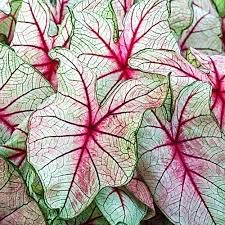 Radha Krishna Agriculture Flowers Bulbs Caladium Beautiful Leafy Plant Hybrid Bulbs for Indoor Outdoor Home Gardening (White Queen, Pack of 10 Bulbs) (B083M6C2H8) Amazon Price History, Amazon Price Tracker