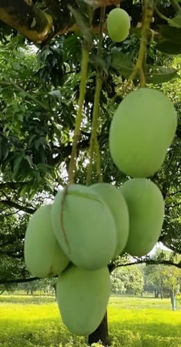 Image of Combo 2 ''Bhagalpuri Mango Tree Hybrid inch Original Desi Delicious Huge Productivity Rare Mango Fruit Grafted Live Plant Plant For Home Garden