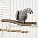 Allazone 8 Stück Natur Sitzstangen für Vögel, Naturholz Sitzstangen, Vogel Spielzeug, Vogelkäfigzubehör für Kleine Sittiche, Nymphensittiche, Sittiche