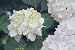 Puzzle 1.500 piezas, Rompecabezas de encastre de Madera, Puzzle Panorama, Obra de Arte de Juego de Rompecabezas para Adultos, Hortensia blanca