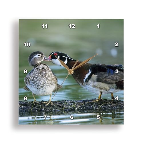 3 d Rose DPP 89052 3 Florida. Wood Duck interacts with Young Offspring US 10 BJA 0174 Jaynes Gallery Wall 3dRose DPP_89052_3 Florida. Wood Duck interacts with Young Offspring - US10 BJA0174 - Jaynes Gallery - Wall Clock, 15 by 15-Inch