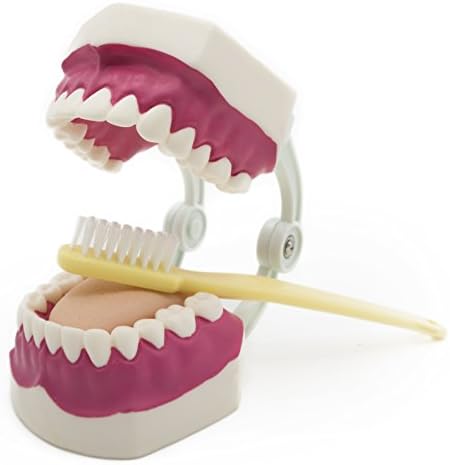 Dental teeth care Model with Toothbrush,28 teeth,Kouber Human Anatomical Model,4" x 4" x 6"