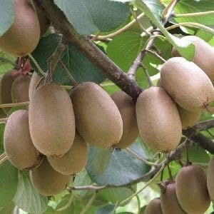 Image of Allison Kiwi Grafted Live Fruit Plant for Home Garden | Healthy Hybrid Kiwi Sapling | Suitable for Terrace, Outdoor & Balcony Gardening | Air Purifying, Fast Growing Vine
