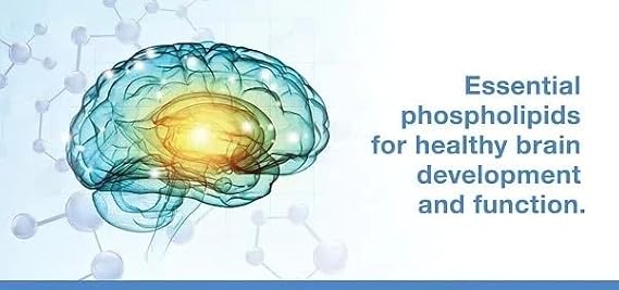 VITA PHARMA Phosphatidylcholine 1000mg 365 Capsules | High Strength Food Supplement | Daily Wellness Support | Convenient Daily Formula