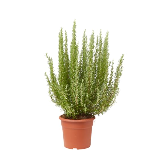 Verdecora Romero Alto maceta Ø24cm | Rosmarinus officinalis | Planta Mediterránea Aromática y Decorativa | Ideal para Jardín, Terraza o Huerto Urbano