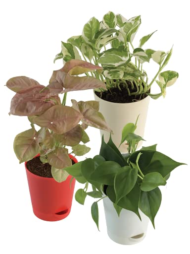 UGAOO Combo of 3 Indoor Live Plants Air Purifying Bundle - Syngonium Pink, Money N Joy, Philodendron Oxycardium Green (B0B74S6FTP) Amazon Price History, Amazon Price Tracker