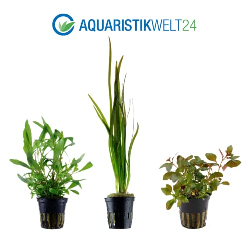AquaOne Aquarium Pflanzen I 5X Wasserpflanzen I Hintergrund Aquarienpflanzen I Ludwigia Echinodorus Bacopa Hygrophila Vallisneria I Set mit 5 Hintergrundpflanzen - Image 4