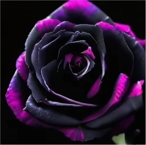 Eleganza Bulbi di Rosa - Perenne, Colori vivaci, Bassa Manutenzione, Decorazione d'Interni-5 Bulbi-J