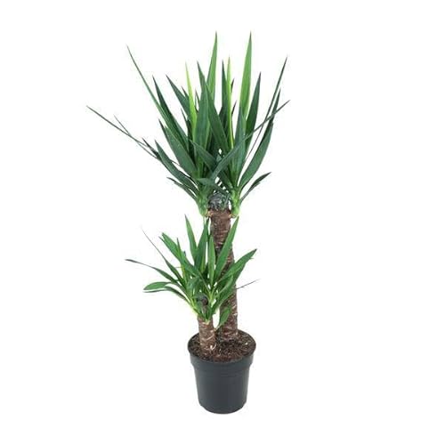 Giglio di palma gigante – Yucca Elephantipes – Pianta d'appartamento – Ø 21 cm – 100 cm