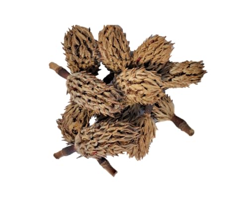 Carolina Milling Company Magnolia Seed Pods, 12 Pack for Bioactive Enclosures, Terrariums, Aquariums, Reptiles, Amphibians, Isopods