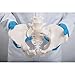 3B Scientific GmbH 1019864 Flexible Female Pelvis Model, Life Size, Bone