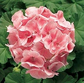 15 Semi Geranio Zonale Ringo 100 Salmone Chiaro Geranio Semi:Grani