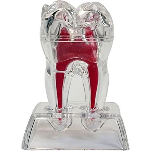 Lipfer De Modelo De Dientes 4X 4X: Educativo, Altamente Detallado, Profesionales Y Estudiantes De Odontología