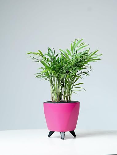 Image of Garden Art (Pack of 5 Indoor Outdoor Self Watering Planter Home Living Room Office Tabletop Decorative Plastic Flower Pot 5.1 Inch (Pink, 5) PPLAP