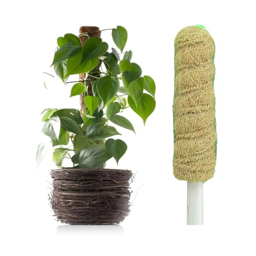 Image of Natural Moss Stick for Climbing Plants, Strong Support for Money Plant, Monstera, Pothos, Indoor Outdoor Use, Manual, 50 Grams (1, 1 Feet)