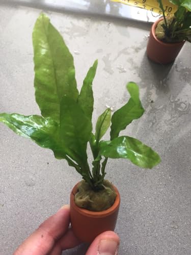 Live Aquarium Plant Java Fern (Microsorium)