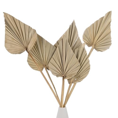 M METERXITY 6-Park Dried Palm Leaves 13.7x3.9 Natural Dried Real Palm Fans Palm Leaves Bulk for Boho Wedding/Home Bouquets Decorations Dried Gold Palm Leaf with Stem [Primary Color]