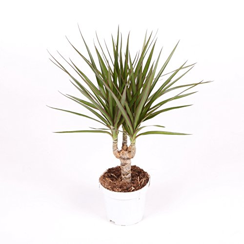 Dracaena Marginata - Maceta 11cm. - Altura aprox. 40cm. - Planta viva - (Envío sólo a Península) Dracaena Marginata - Maceta 11cm. - Altura aprox. 40cm. - Planta viva - (Envío sólo a Península)