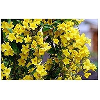 Image of Live Chameli Bel Plant with Pot | Jasmine Climbing Vine Plant | Fragrant Outdoor Flowering Creeper for Home Garden Balcony Terrace