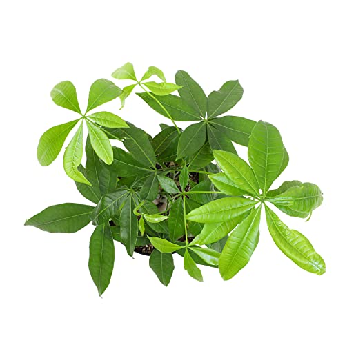 Money Tree Plant Indoor House Plants, Chinese Money Plant Decor, Bonsai Tree Feng Shui Decor, House Plants Indoors Live Plants Indoor Plants Live Houseplants Live Indoor Live Plants by Plants for Pets - Thumbnail 2