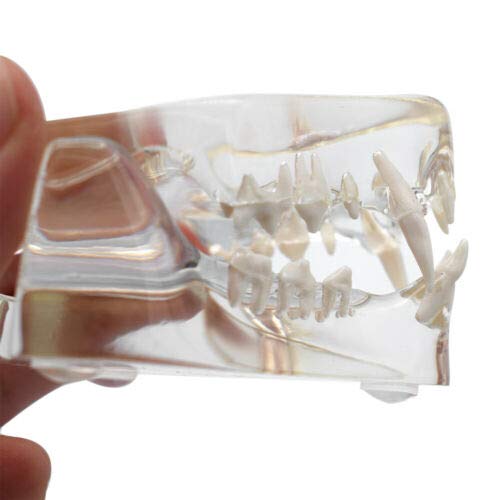 Miniatura 4 de Modelo de dientes felinos de resina transparente Felidae,Modelo de dientes de gato,Modelo de dentición de gato