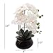 Larksilk White Phalaenopsis Orchid, Lifelike Blooms in 7