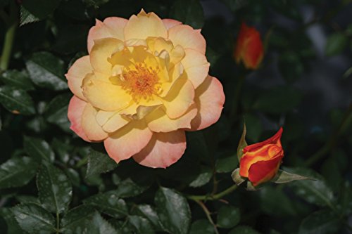 Oso Easy Italian Ice Landscape Rose (Rosa) Live Shrub, Orange, Pink, and Yellow Flowers, 1 Gallon