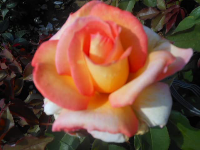 'Shelia's Perfume' Floribunda Rose- Yellow Blooms Lined with Pink Edges - Strong Fragrance - 4lt Potted Rose