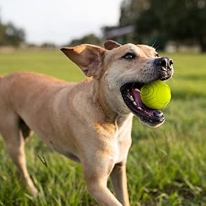 Nerf Dog Sonic Ball Dog Toys, Lightweight, Durable and Water Resistant, 2.5 Inches, for Small/Medium/Large Breeds, Two Pack, Green and Blue Nerf Dog Sonic Ball Dog Toys Lightweight Durable and Water Resistant 25 Inches for SmallMediumLarge Breeds Two Pack Green and Blue