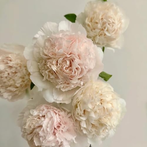 5 piezas de bulbos de peonías, tubérculos de peonía, cobertura del suelo, perenne resistente, bulbo de peonía de prado de flores - Paeonia suffruticosa - bulbos de flores de primavera, bonsá