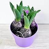 選べる花色「 ヒヤシンス 【紫花 ３球植え】 」４号プラスチック鉢(直径12cm) あとは咲くだけ！桃 白 紫 球根 水栽培 水耕栽培 風信子 飛信子 錦百合 ふうしんし びしんし にしきゆり 宿根 ガーデニング hyacinth (【紫花】３球植え)