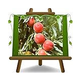 EURO PLANTS VIVAI