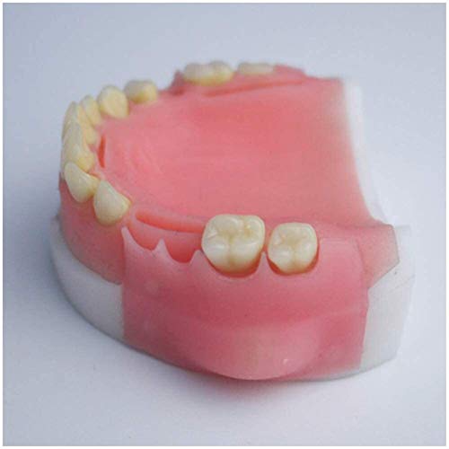 Modello di sutura orale simulato non tossico e