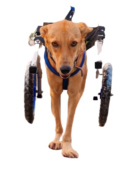 Dog Wheelchair for paralysed Dogs : Amazon.in: Pet Supplies