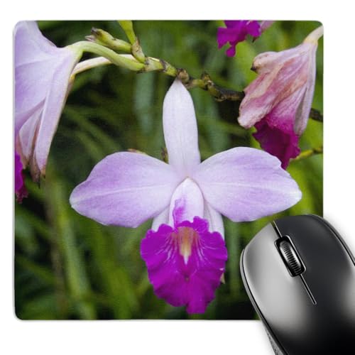 3D Rose Martinique, West Indies. Bamboo Orchid, Balata Garden-CA23 SSM0278 - Scott T. Smith - Mouse Pad, 8 by 8 inches (mp_74045_1)