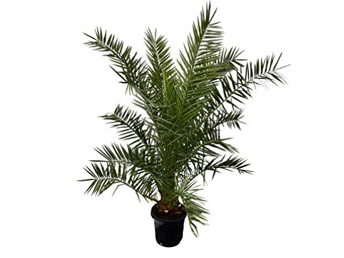 Dattelpalme Winterhart: Die aktuellen TOP Modelle im Detail