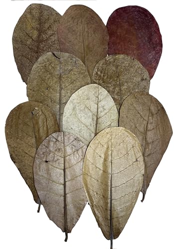 Image of Awesome Aquatic Shrimp Habitat Combo Kit, Natural Botanicals | Natural shrimp habitat kit with Catappa, Mulberry, Dadap, Alder, Casuarina, bark & Cholla wood for aquariums.
