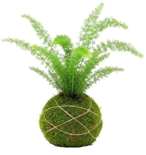 Kokedama Natural Asparagus Meyeri Cola de Zorro | Planta Interior DECOALIVE