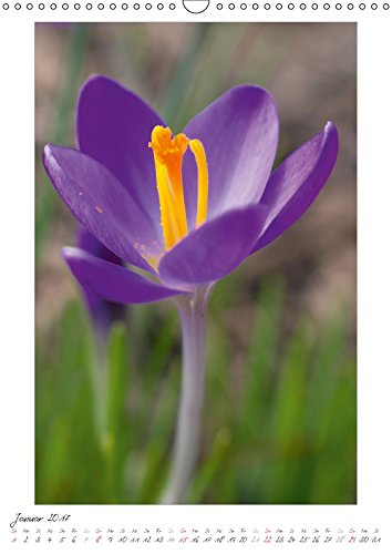 Blumengarten (Wandkalender 2017 DIN A3 hoch): Fotografien von wunderschönen Blumen und Blüten. (Monatskalender, 14 Seiten) (CALVENDO Natur) [Apr 09, ... Angela und DESIGN Photo + PhotoArt, AD